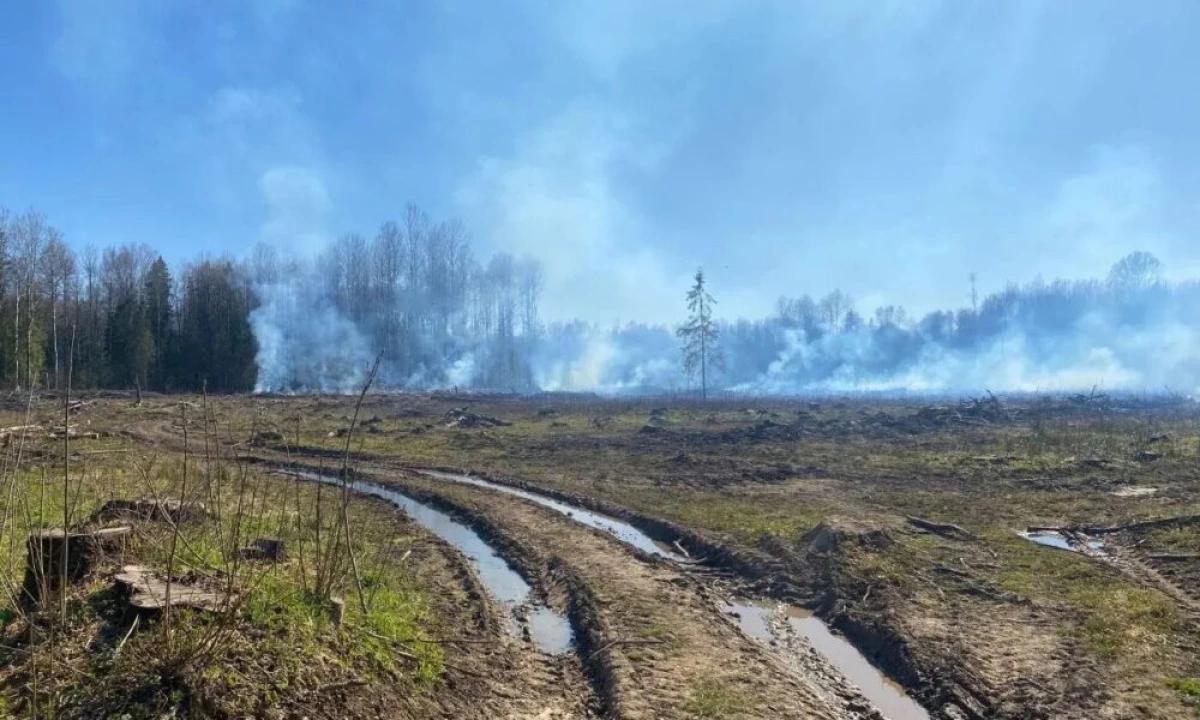 В Ярославской области лесозаготовители устроили пожар