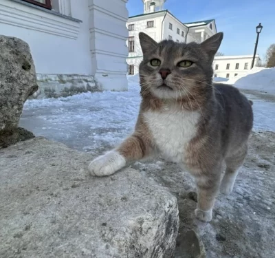 Объявленный в розыск кот Василий вернулся в музей &laquo;Карабиха&raquo;