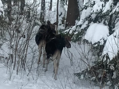Ярославский депутат поделилась фото лосиной троицы