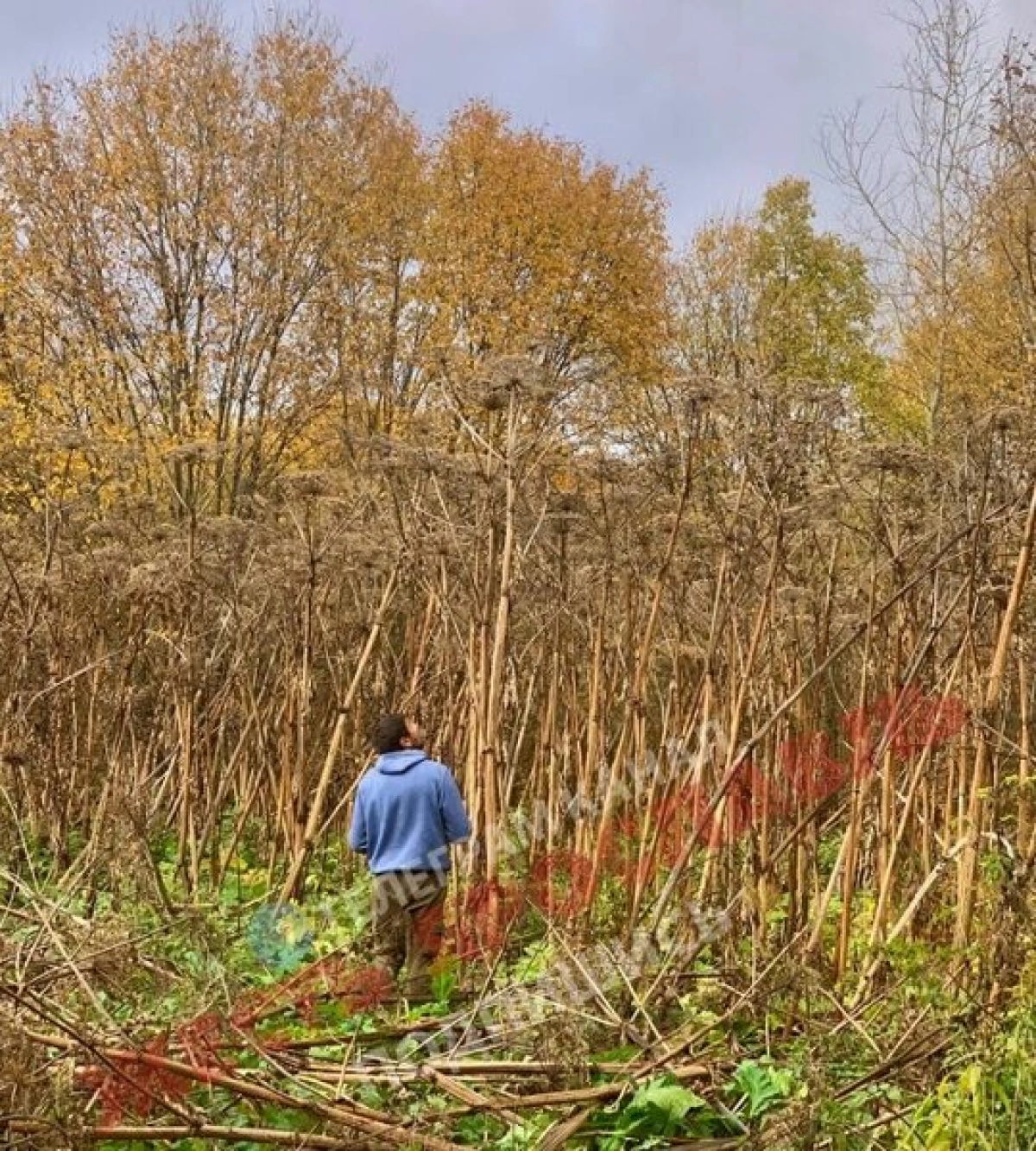 Власти прокомментировали заросли борщевика на выделенных многодетным участках Власти прокомментировали заросли борщевика на выделенных многодетным участках