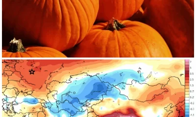 Метеоролог пообещал ярославцам тыквенный октябрь