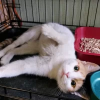 КотЭ 76 Помощь Животным