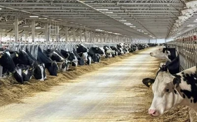 В Ярославской области строят новый молочный комплекс на 4 тысячи голов КРС