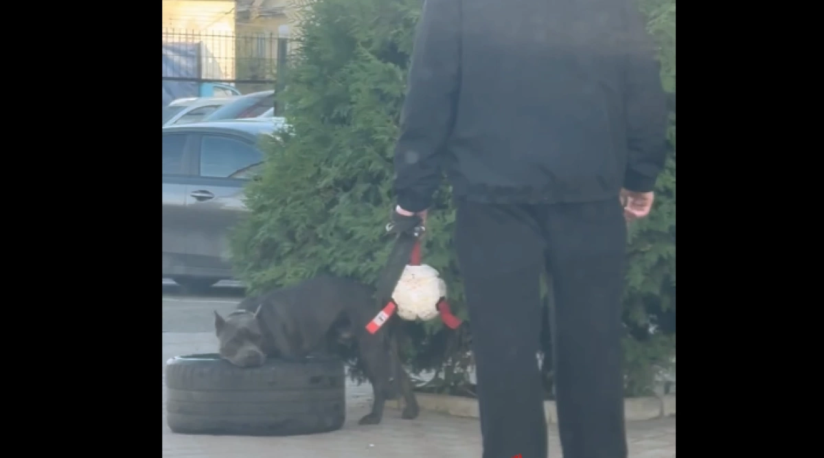 Ярославцу грозит штраф за игру собаки с покрышкой на тротуаре