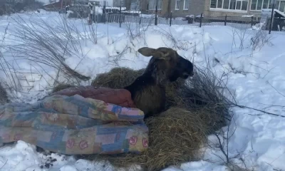 Ярославский лось Октябрь умер в реабилитационном центре