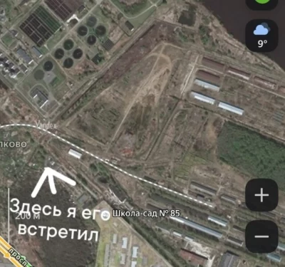 В Ярославле молодой медведь напугал рыбака