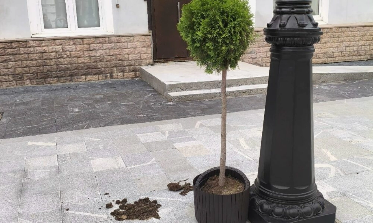 Мэр Ярославля высказался о деревьях в кадках на улице Нахимсона