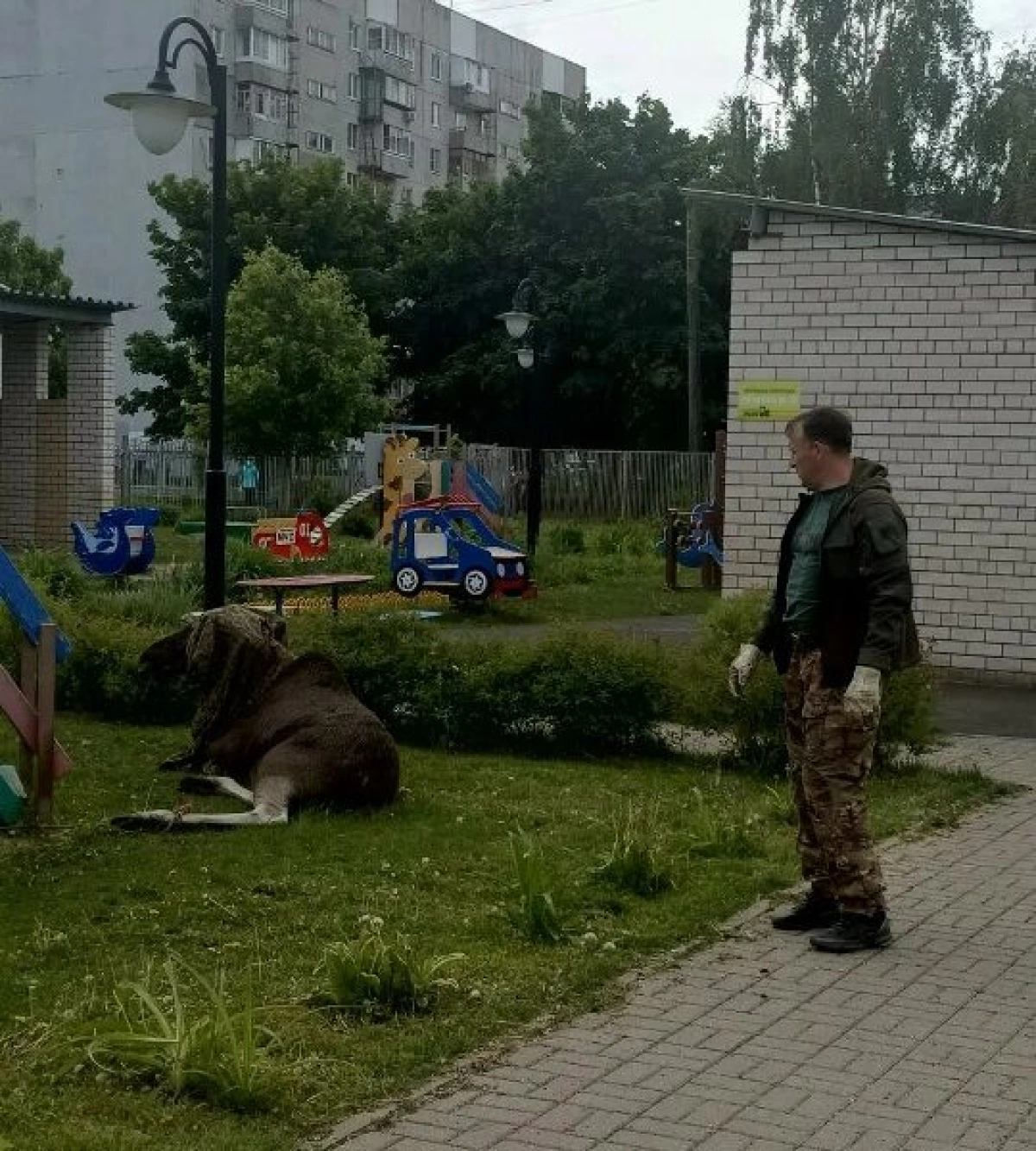 В Ярославле прошла спецоперация по спасению лося в детском саду