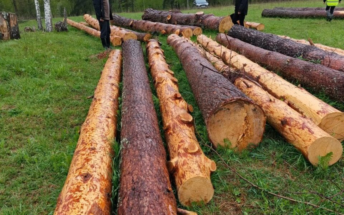 В Ярославской области будут судить «черного лесоруба» В Ярославской области будут судить «черного лесоруба»