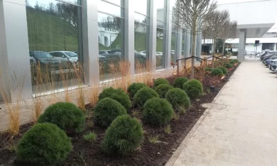 В Ярославле завершили реновацию на месте срубленных елей у Речного вокзала