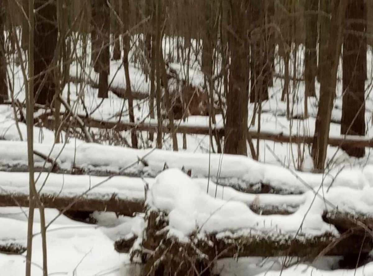 Жительница ярославской глубинки просит послабления в сборе валежника