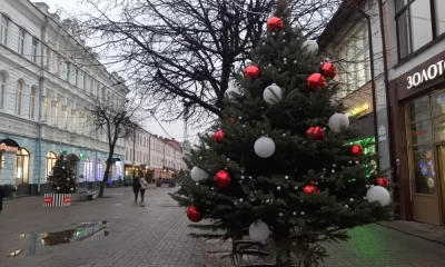 В мэрии Ярославля рассказали о судьбе елочек с улицы Кирова