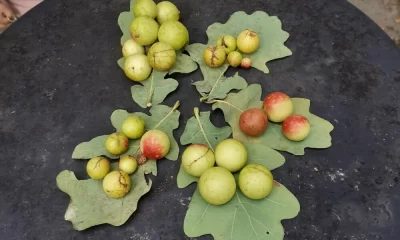 Необычные &laquo;яблоки&raquo; на дубах: что это и для чего их использовали