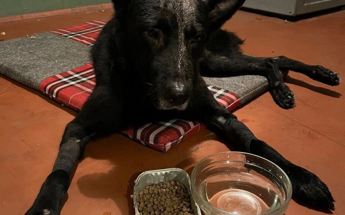 Житель Ярославской области избил молотком собаку и выбросил ее на помойку