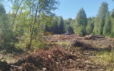 В Ярославской области лесозаготовители заплатят за уничтоженный медвежий дом