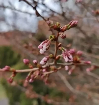В Ярославле в Ботаническом саду педуниверситета зацветает сакура