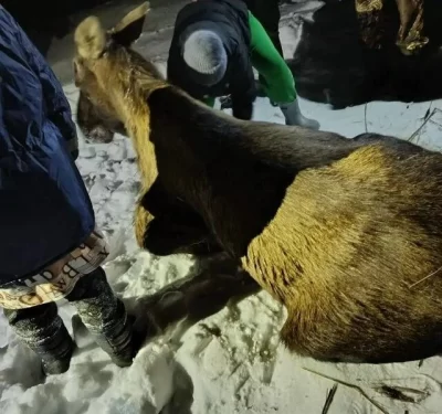 &laquo;Как могли, укутали&raquo;: в Ярославской области жители не знают, что делать со спасенным лосем