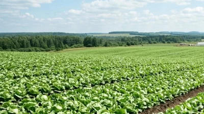В Ярославской области нелегалы-африканцы выращивали овощи