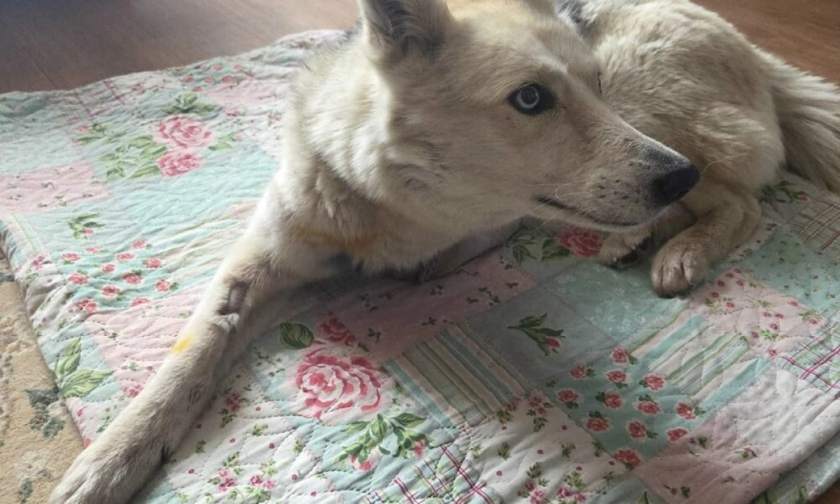 В Ярославской области собака с отрубленной живодерами лапой вернулась домой