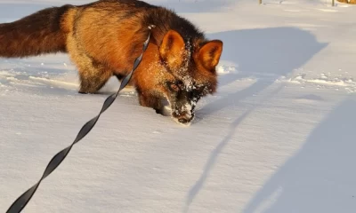 В Ярославле продолжается поиск домашнего лиса Фокса