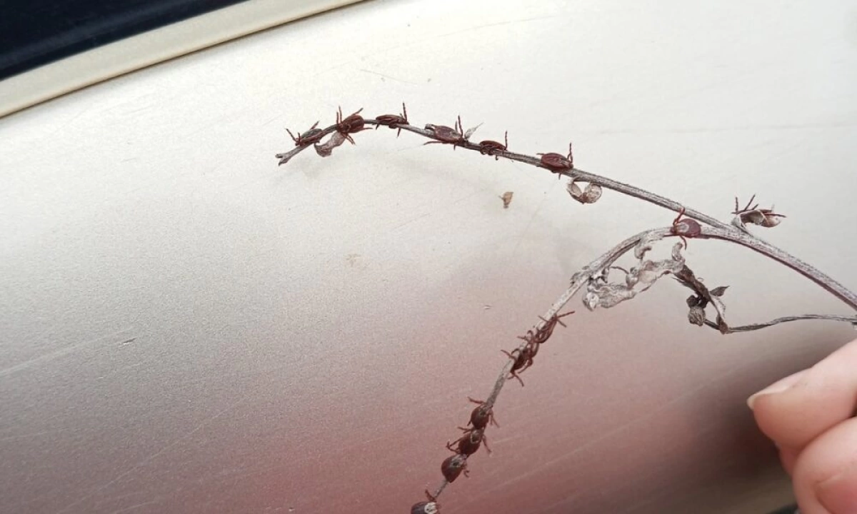 В Ярославской области зафиксировали 15 случаев укусов клещей