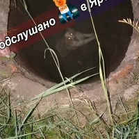 Мэрия Ярославля обещает закрыть люк, в который упала собака