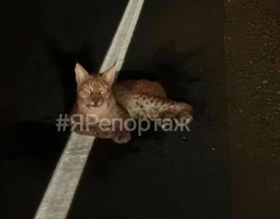 Под Ярославлем на дороге сбили рысь