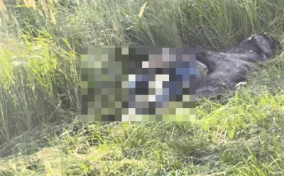 Ярославцы больше недели просят убрать разлагающуюся тушу лося