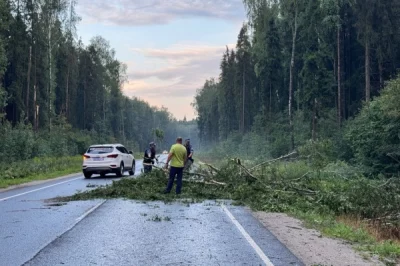 Росгвардейцы оперативно распилили упавшее дерево и восстановили движение в Ярославском районе