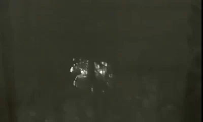 В Ярославле провели операцию по выдворению лося из брагинского микрорайона