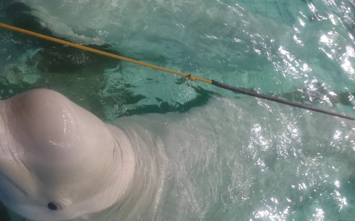 Факт покуса полярного кита в Ярославском дельфинарии не подтвердился