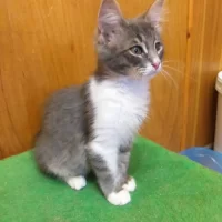 КотЭ 76 Помощь Животным