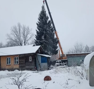 Ярославцев просят помочь с поиском новогодней ели для заволжан