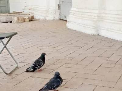 Ярославские голуби стали жертвами жестокой шутки, но были спасены сотрудниками музея