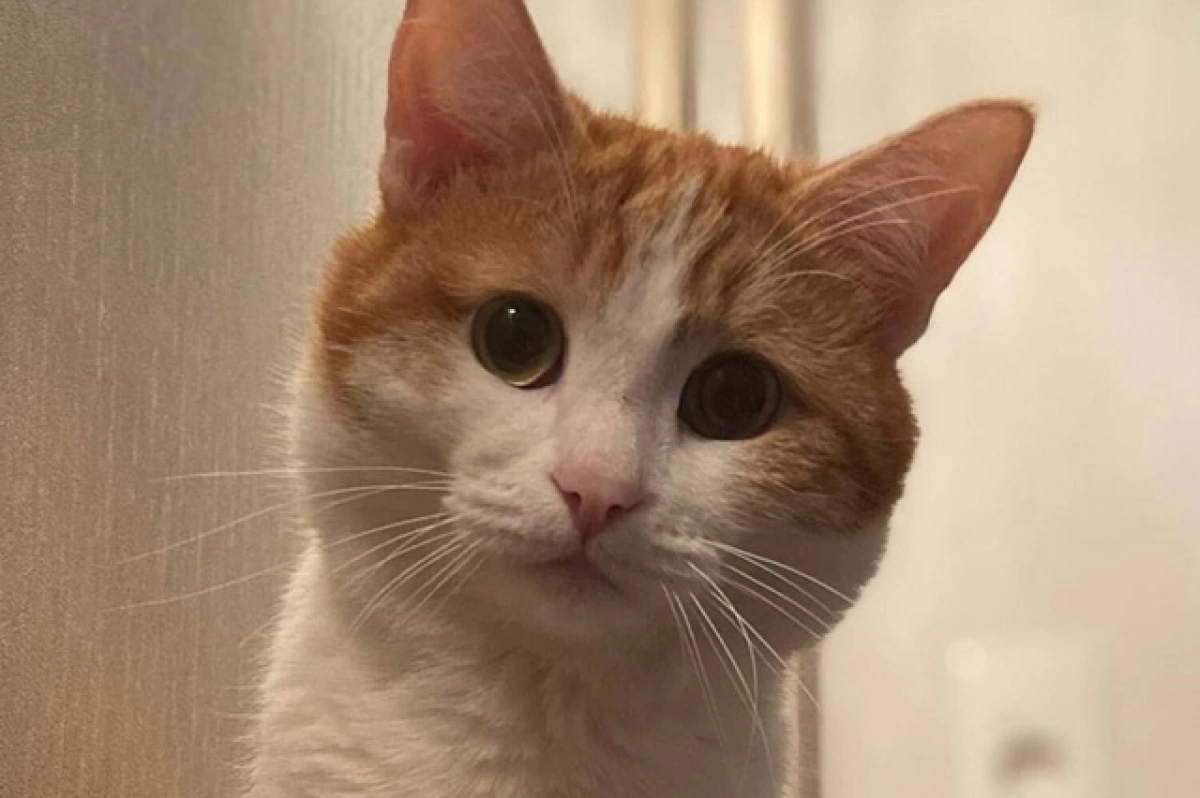 В Ярославской области сообщают о повторившейся истории кота Твикса