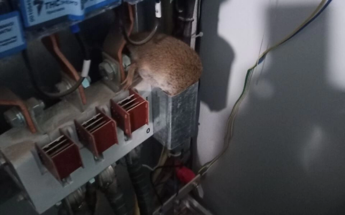 В Ярославле многоэтажку захватили крысы