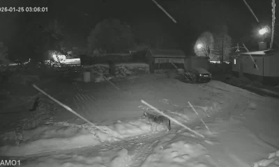 Ярославские охотники устроили облаву на волка, загрызшего домашнюю собаку