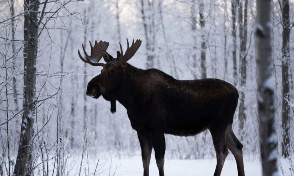 В Ярославской области двух браконьеров судили за &laquo;снятый со школьника пиджак&raquo;