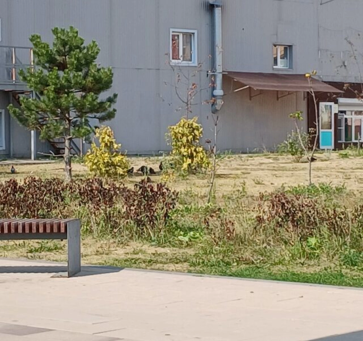 Заволжский сквер страдает от засухи: жители просят о помощи Заволжский сквер страдает от засухи: жители просят о помощи