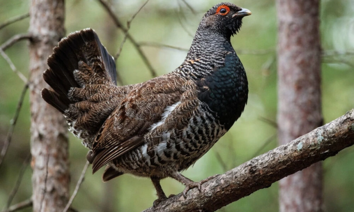 В&nbsp;Ярославской области суд обязал защитить леса вокруг глухариных токов