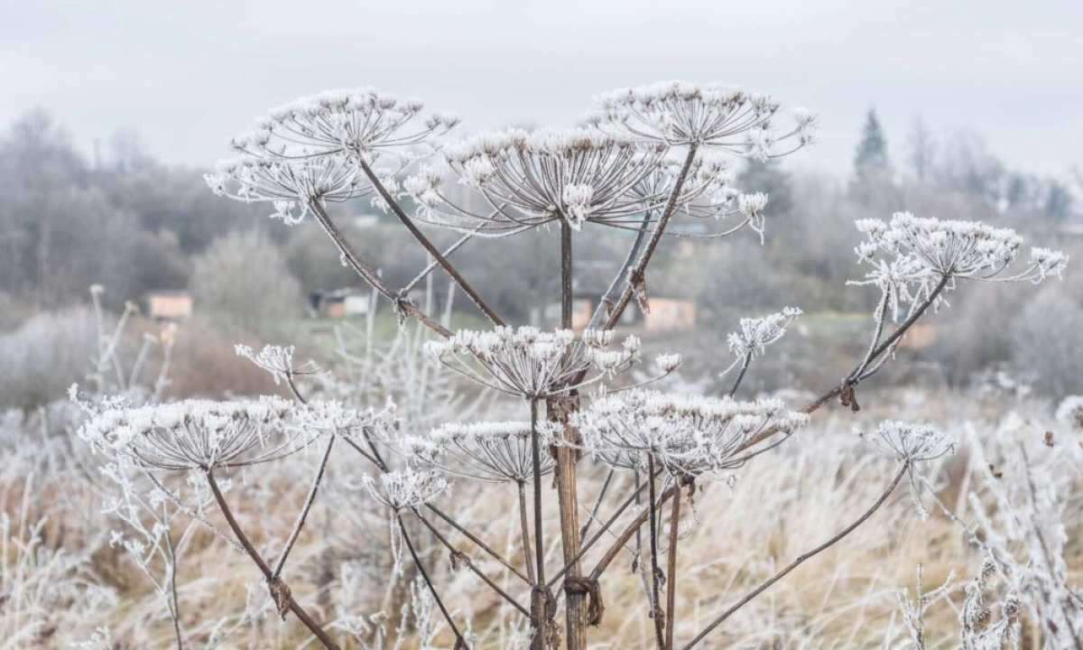 В Ярославской области утвержден перечень чужеродных растений