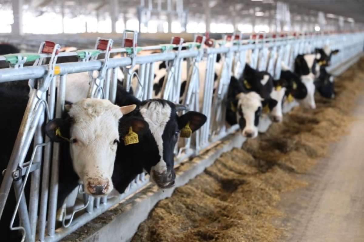 Вынесен приговор разводившим фантомных коров фермерам-мошенникам Вынесен приговор разводившим фантомных коров фермерам-мошенникам