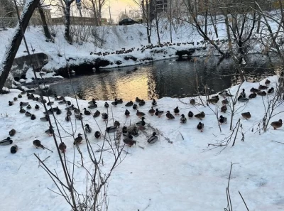 В Ярославле отклонили проект по созданию &laquo;Утиной заводи&raquo;