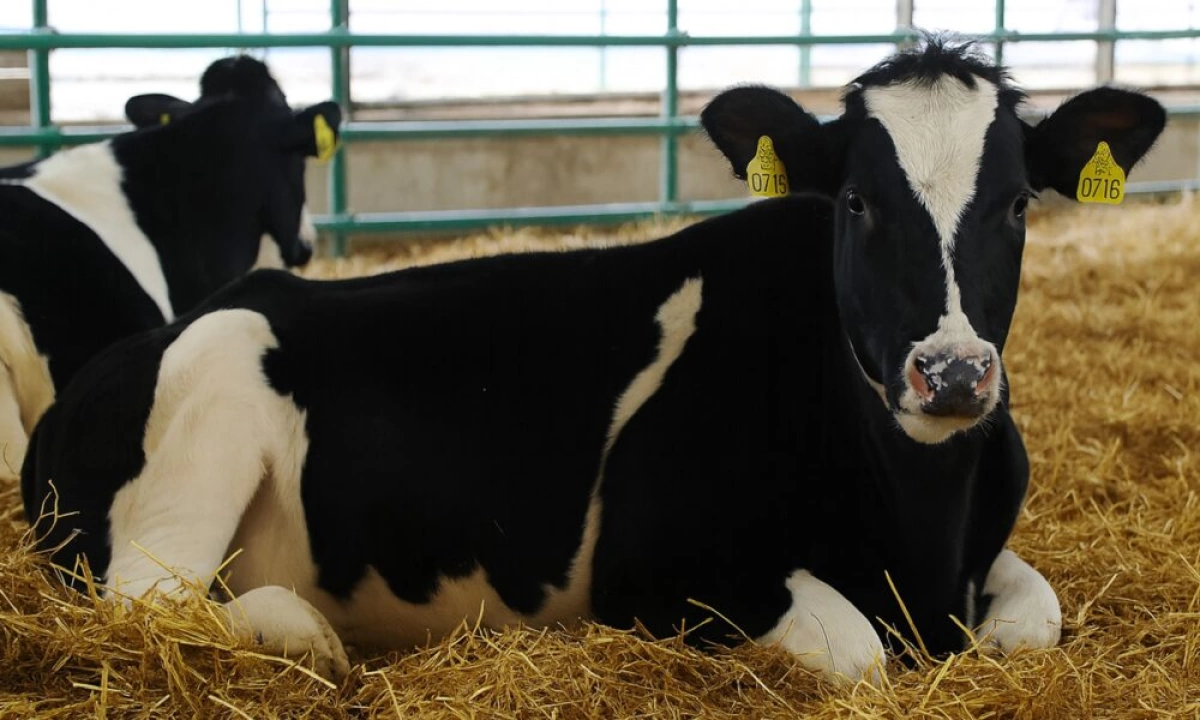Ярославские сельхозпредприятия вошли в топ-30 производителей молока в России Ярославские сельхозпредприятия вошли в топ-30 производителей молока в России