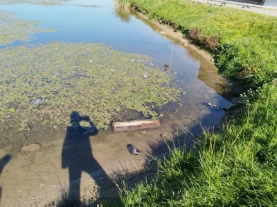 У погибших в ярославских Ивняках голубей не выявили инфекции