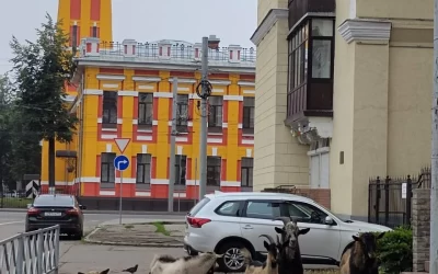 Козлы-путешественники: стадо бродит по Ярославлю