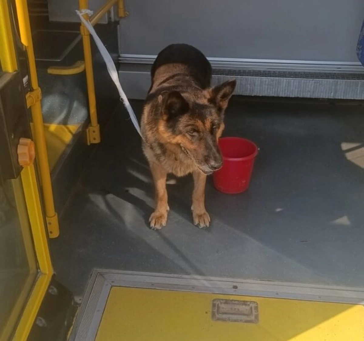 Собака два дня искала дом, путешествуя на автобусах