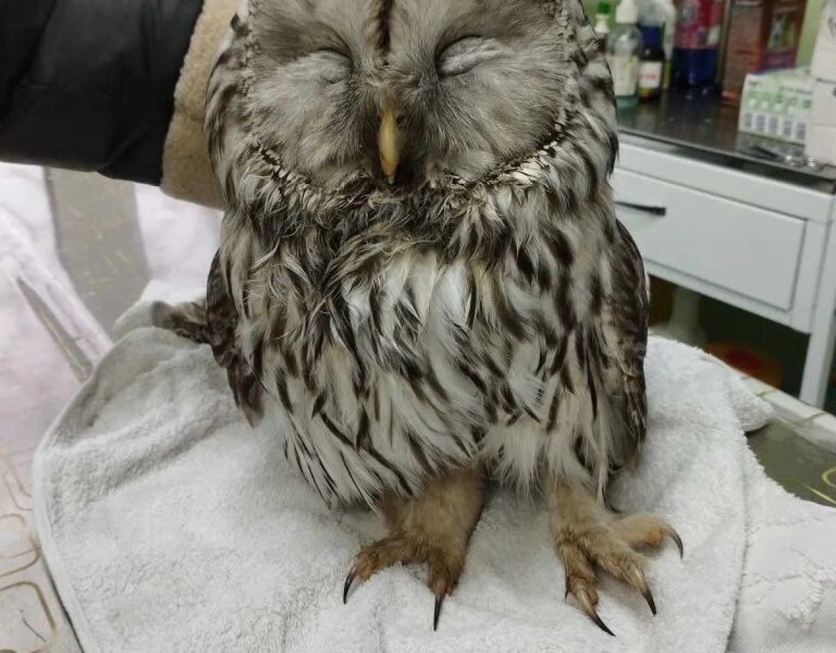 В Ярославской области жители спасли от ворон совенка