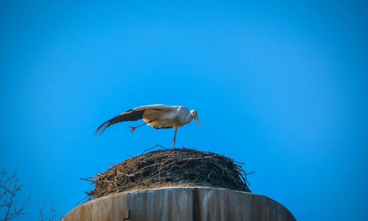 В Ярославскую область прилетели первые аисты