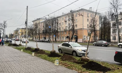 В Ярославле на Свободном открыли 24-метровую аллею из лип
